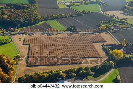 Stock Image - Cornfield, Pelkum, Hamm, Ruhr district, North Rhine-Westphalia, Germany, Europe. Fotosearch
