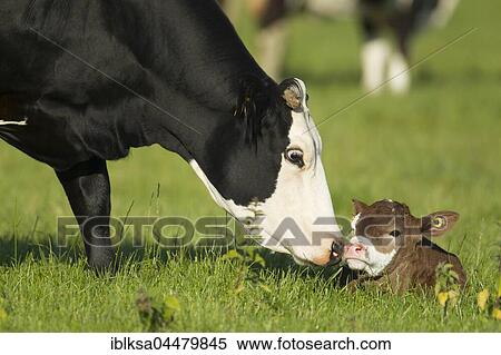 Cow (Bos taurus) and calf in a meadow, Norfolk, England, United Kingdom, Europe View Large Photo Image Stock Photography - Cow (Bos taurus) and calf in a meadow, Norfolk, England, United Kingdom, Europe. Fotosearch