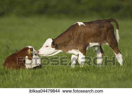 Cows (Bos taurus), two calves in a meadow, Norfolk, England, United Kingdom, Europe View Large Photo Image Picture - Cows (Bos taurus), two calves in a meadow, Norfolk, England, United Kingdom, Europe. Fotosearch