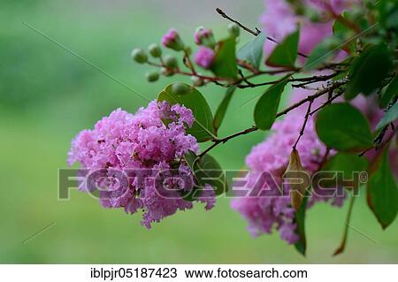 Stock Image - Crepe Myrtle ( Lagerstroemia indica). Fotosearch