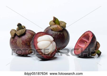 Picture - Crimson mangosteen, Garcinia mangostana. Fotosearch