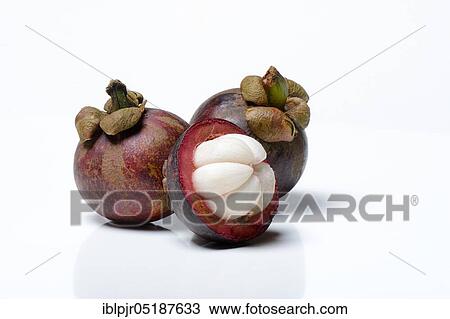 Crimson mangosteen, Garcinia mangostana View Large Photo Image Stock Image - Crimson mangosteen, Garcinia mangostana. Fotosearch