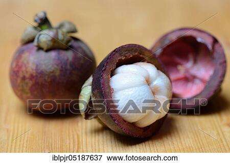 Crimson mangosteen, Garcinia mangostana View Large Photo Image Stock Photo - Crimson mangosteen, Garcinia mangostana. Fotosearch
