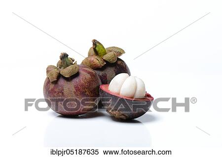 Stock Photography - Crimson mangosteen, Garcinia mangostana. Fotosearch