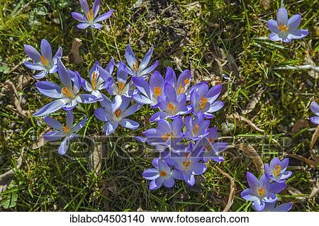 Crocuses (Crocus), Munich, Bavaria, Germany, Europe View Large Photo Image Stock Image - Crocuses (Crocus), Munich, Bavaria, Germany, Europe. Fotosearch