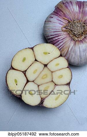 Stock Image - Cross-section through garlic bulb, Allium sativum. Fotosearch