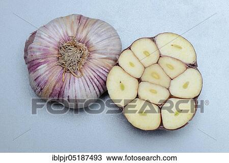 Cross-section through garlic bulb, Allium sativum View Large Photo Image Stock Image - Cross-section through garlic bulb, Allium sativum. Fotosearch