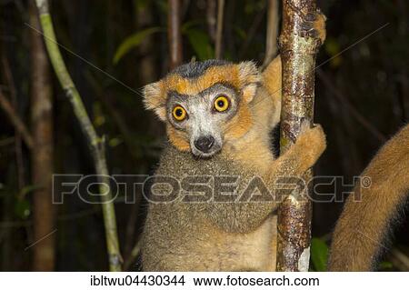 Crowned lemur (Eulemur coronatus), young female, Northeast Madagascar, Madagascar, Africa View Large Photo Image Picture - Crowned lemur (Eulemur coronatus), young female, Northeast Madagascar, Madagascar, Africa. Fotosearch