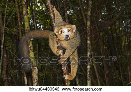 Crowned lemur (Eulemur coronatus), Northeastern Madagascar, Madagascar, Africa View Large Photo Image Stock Image - Crowned lemur (Eulemur coronatus), Northeastern Madagascar, Madagascar, Africa. Fotosearch