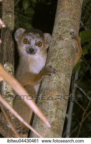 Crowned lemur (Eulemur coronatus), juvenile, male, in the dry forest of Ankarana, Northwestern Madagascar, Madagascar, Africa View Large Photo Image Stock Image - Crowned lemur (Eulemur coronatus), juvenile, male, in the dry forest of Ankarana, Northwestern Madagascar, Madagascar, Africa. Fotosearch