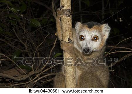 Crowned lemur (Eulemur coronatus), male, in dry forest of Ankarana, Northwestern Madagascar, Madagascar, Africa View Large Photo Image Stock Image - Crowned lemur (Eulemur coronatus), male, in dry forest of Ankarana, Northwestern Madagascar, Madagascar, Africa. Fotosearch