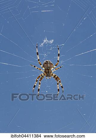 Picture - Crowned orb weaver (Araneus diadematus) in web, blue sky, Bavaria, Germany, Europe. Fotosearch
