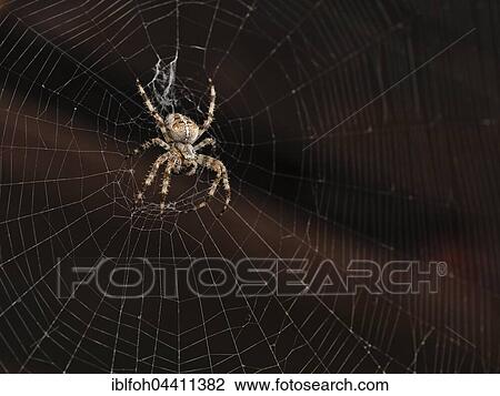 Crowned orb weaver (Araneus diadematus) in web, Bavaria, Germany, Europe View Large Photo Image Stock Image - Crowned orb weaver (Araneus diadematus) in web, Bavaria, Germany, Europe. Fotosearch