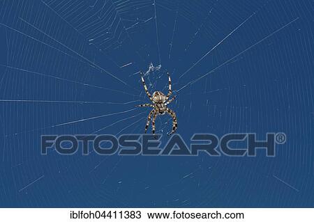 Crowned orb weaver (Araneus diadematus) in web, blue sky, Bavaria, Germany, Europe View Large Photo Image Stock Image - Crowned orb weaver (Araneus diadematus) in web, blue sky, Bavaria, Germany, Europe. Fotosearch
