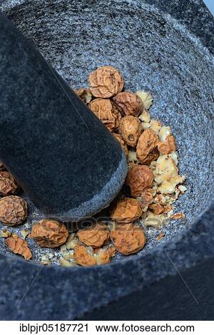 Crushed tigernuts in grating shell, Cyperus esculentus View Large Photo Image Stock Image - Crushed tigernuts in grating shell, Cyperus esculentus. Fotosearch