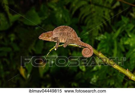 Cryptic chameleon (Calumma crypticum), female, Ranomafana National Park, Madagascar, Africa View Large Photo Image Stock Photography - Cryptic chameleon (Calumma crypticum), female, Ranomafana National Park, Madagascar, Africa. Fotosearch