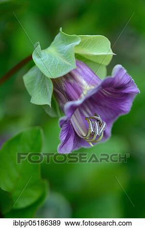 Cup-and-saucer vine (Cobaea scandens) View Large Photo Image Stock Photo - Cup-and-saucer vine (Cobaea scandens). Fotosearch