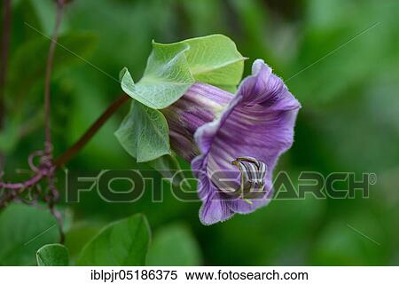 Stock Photography - Cup-and-saucer vine (Cobaea scandens). Fotosearch
