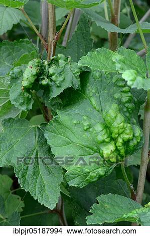 Picture - Currant, diseased leaves, Ribes rubrum, leaf disease. Fotosearch