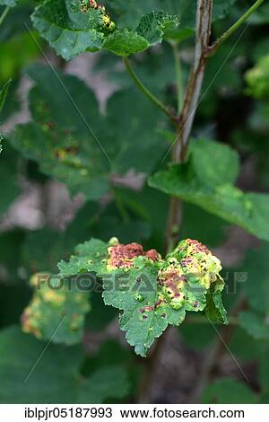 Stock Image - Currant, diseased leaves, Ribes rubrum, leaf disease. Fotosearch