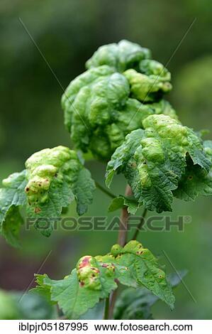 Currant, diseased leaves, Ribes rubrum, leaf disease View Large Photo Image Stock Photography - Currant, diseased leaves, Ribes rubrum, leaf disease. Fotosearch