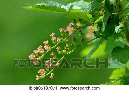 Currant( Ribes rubrum), variety Red Gondouin, fruiting View Large Photo Image Stock Image - Currant( Ribes rubrum), variety Red Gondouin, fruiting. Fotosearch