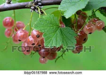 Currant, variety Rose de Champagne View Large Photo Image Stock Photo - Currant, variety Rose de Champagne. Fotosearch