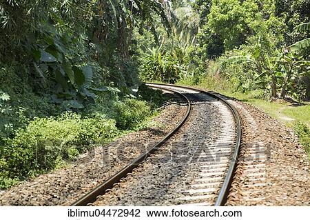Stock Image - Curved railway line, through luxuriant forest vegetation, Mirissa, Sri Lanka, Asia. Fotosearch