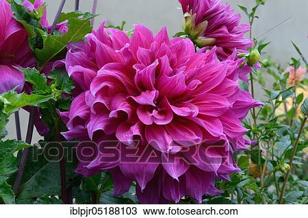 Dahlia, 1962, Dahlia spec, variety Emory Paul, Baynes, Australia, Oceania View Large Photo Image Stock Image - Dahlia, 1962, Dahlia spec, variety Emory Paul, Baynes, Australia, Oceania. Fotosearch