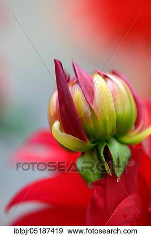 Dahlia ( Dahlia) variety Barbarossa spec View Large Photo Image Stock Photo - Dahlia ( Dahlia) variety Barbarossa spec. Fotosearch