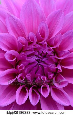 Dahlia (Dahlia) variety Light purple of Bern View Large Photo Image Stock Image - Dahlia (Dahlia) variety Light purple of Bern. Fotosearch