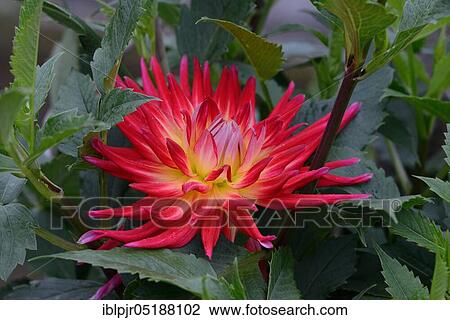 Dahlia, red cactus variety, dahlia spec., cactus dahlia View Large Photo Image Stock Image - Dahlia, red cactus variety, dahlia spec., cactus dahlia. Fotosearch
