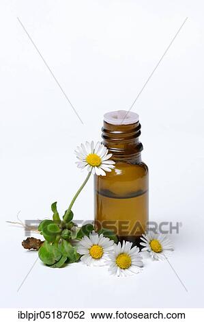 Stock Image - Daisy blossoms and daisy tincture in drop bottle, daisy tincture. Fotosearch