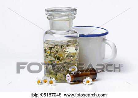 Stock Photo - Daisy blossoms and daisy tincture, daisy tincture. Fotosearch