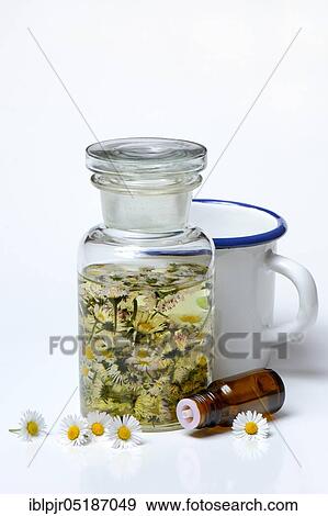 Stock Photo - Daisy blossoms and daisy tincture, daisy tincture. Fotosearch