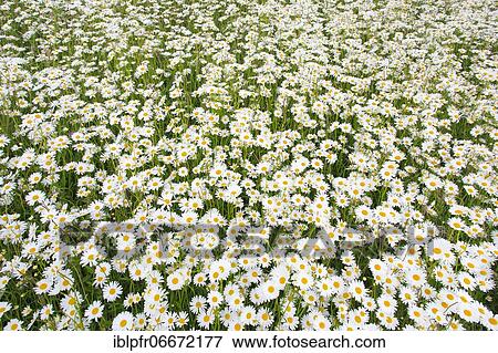 Daisy (Leucanthemum vulgare) View Large Photo Image Stock Photo - Daisy (Leucanthemum vulgare). Fotosearch