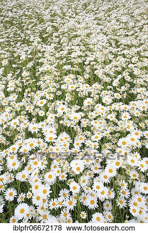 Daisy (Leucanthemum vulgare) View Large Photo Image Stock Photo - Daisy (Leucanthemum vulgare). Fotosearch