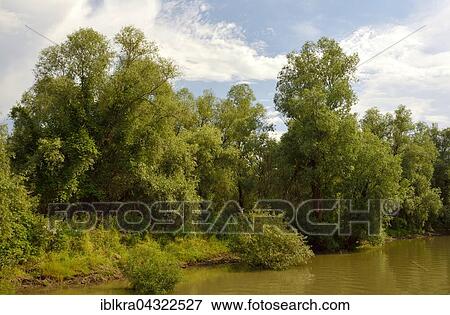 Danube Delta, Romania, Europe View Large Photo Image Stock Photo - Danube Delta, Romania, Europe. Fotosearch