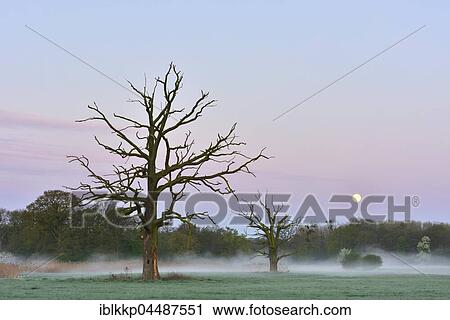 Dead English oak (Quercus robur) in a meadow, morning fog, full moon, Middle Elbe Biosphere Reserve, Saxony-Anhalt, Germany, Europe View Large Photo Image Stock Image - Dead English oak (Quercus robur) in a meadow, morning fog, full moon, Middle Elbe Biosphere Reserve, Saxony-Anhalt, Germany, Europe. Fotosearch