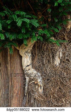 Dead ivy strain on old yew, Hedera helix, England, Great Britain View Large Photo Image Stock Image - Dead ivy strain on old yew, Hedera helix, England, Great Britain. Fotosearch