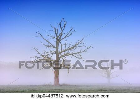 Dead solitary oaks (Quercus robur) in dense morning fog, Middle Elbe Biosphere Reserve, near Dessau, Saxony-Anhalt, Germany, Europe View Large Photo Image Stock Image - Dead solitary oaks (Quercus robur) in dense morning fog, Middle Elbe Biosphere Reserve, near Dessau, Saxony-Anhalt, Germany, Europe. Fotosearch