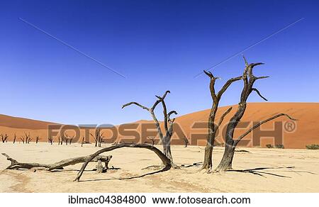 Dead trees in Dead Vlei, Sossusvlei, Namib Desert, Namib-Naukluft National Park, Namibia, Africa View Large Photo Image Stock Image - Dead trees in Dead Vlei, Sossusvlei, Namib Desert, Namib-Naukluft National Park, Namibia, Africa. Fotosearch