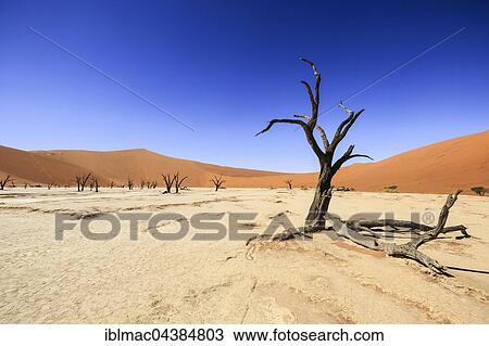 Stock Image - Dead trees in Dead Vlei, Sossusvlei, Namib Desert, Namib-Naukluft National Park, Namibia, Africa. Fotosearch