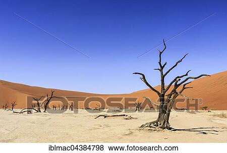 Dead trees in Dead Vlei, Sossusvlei, Namib Desert, Namib-Naukluft National Park, Namibia, Africa View Large Photo Image Stock Photo - Dead trees in Dead Vlei, Sossusvlei, Namib Desert, Namib-Naukluft National Park, Namibia, Africa. Fotosearch