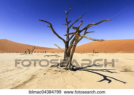 Dead trees in Dead Vlei, Sossusvlei, Namib Desert, Namib-Naukluft National Park, Namibia, Africa View Large Photo Image Stock Photo - Dead trees in Dead Vlei, Sossusvlei, Namib Desert, Namib-Naukluft National Park, Namibia, Africa. Fotosearch