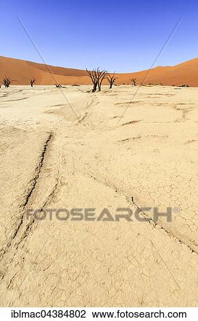 Dead Vlei, Sossusvlei, Namib Desert, Namib-Naukluft National Park, Namibia, Africa View Large Photo Image Stock Image - Dead Vlei, Sossusvlei, Namib Desert, Namib-Naukluft National Park, Namibia, Africa. Fotosearch