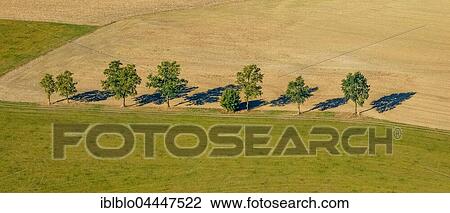 Stock Image - Deciduous trees by dirt road, aerial, Elfringhausen, Meschede, Sauerland region, North Rhine-Westphalia, Germany, Europe. Fotosearch