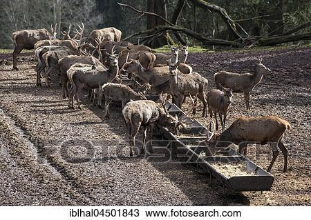 Deer (Cervus elaphus), deer at manger, deer feeding, captive, Rhineland-Palatinate, Germany, Europe View Large Photo Image Stock Image - Deer (Cervus elaphus), deer at manger, deer feeding, captive, Rhineland-Palatinate, Germany, Europe. Fotosearch