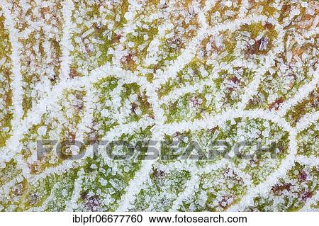 Stock Image - Detail of alpine amphora with hoarfrost, Switzerland, Europe. Fotosearch