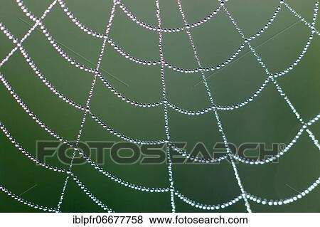 Dewdrops on a spider's web, Switzerland, Europe View Large Photo Image Stock Photo - Dewdrops on a spider's web, Switzerland, Europe. Fotosearch
